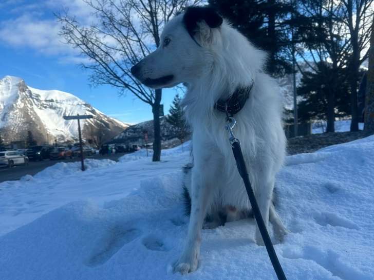 Mâle Border Collie disponible pour saillie