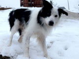 Mâle Border Collie disponible pour saillie