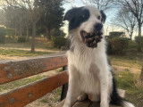 Mâle Border Collie disponible pour saillie