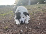 Mâle Border Collie disponible pour saillie