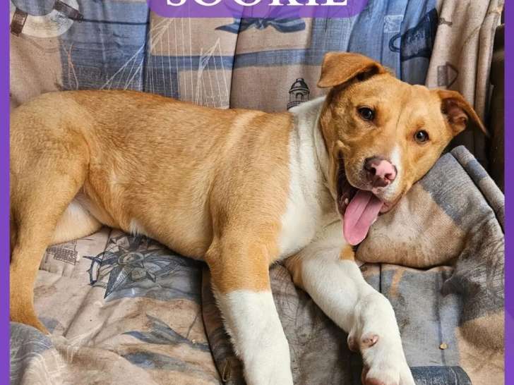 En quête d'une famille, chiot femelle de 5 mois
