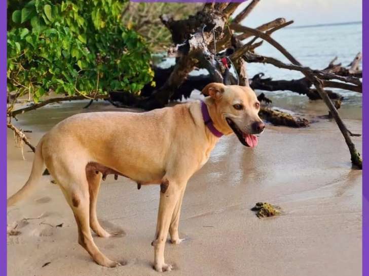À la recherche d'une famille, chienne beige