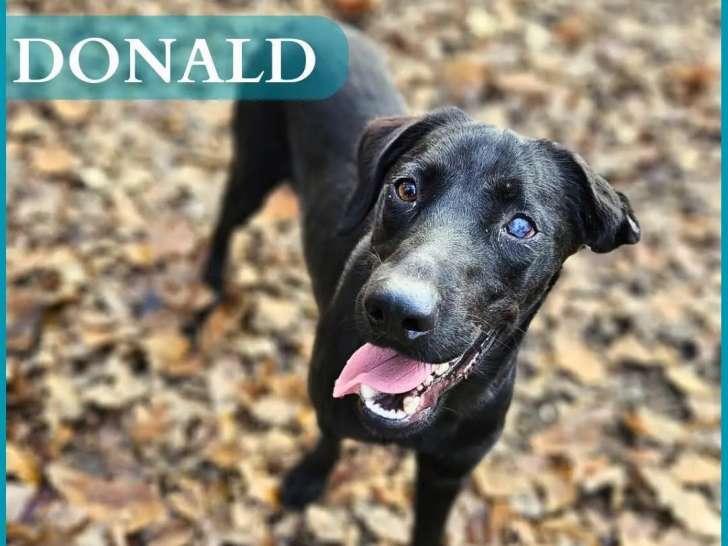 À adopter : chien de couleur noire