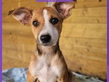 Disponible à l'adoption : chiot femelle de 3 mois