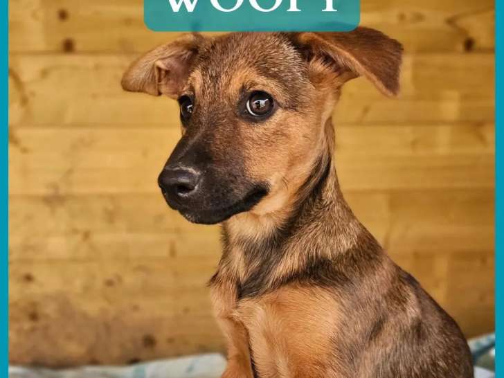 En attente d’adoption : chiot mâle de 3 mois
