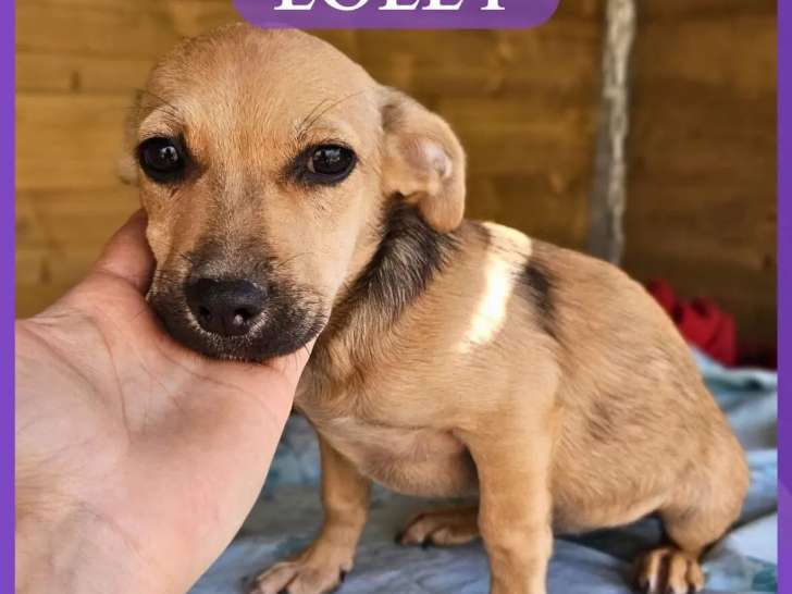 Prêt pour l'adoption : chiot femelle fauve charbonné