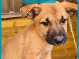 En attente d'un foyer : chiot mâle fauve charbonné