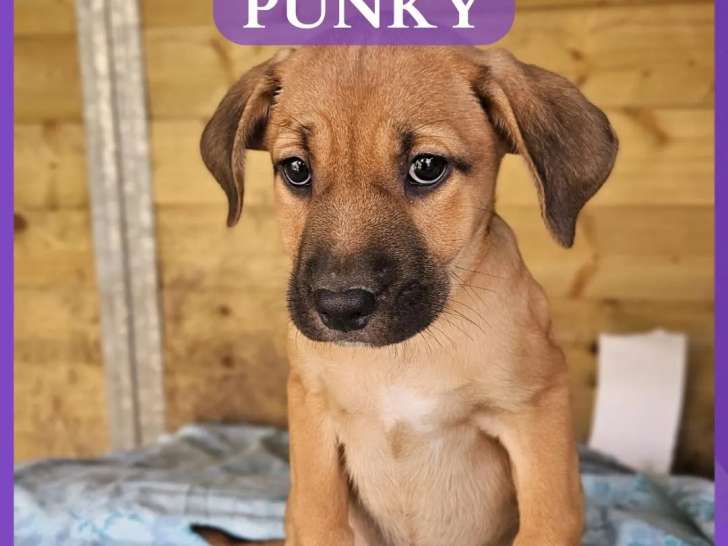 À accueillir : chiot femelle âgé de 2 mois
