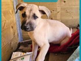 Adoption disponible : chiot mâle au pelage fauve charbonné