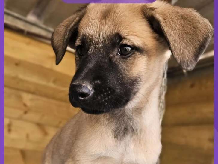 En quête d'une famille : chiot femelle de 2 mois