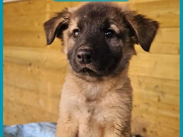 À la recherche d’un foyer : chiot mâle fauve charbonné