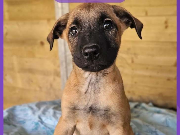 Chiot mâle de 2 mois à adopter