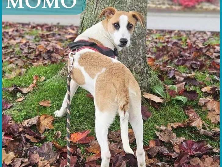 Chiot mâle roux et blanc disponible à l'adoption