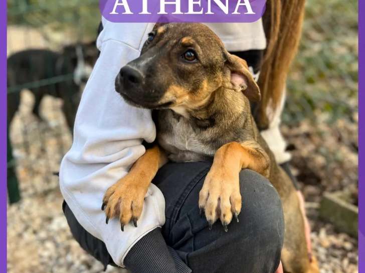 Chiot femelle noir et feu en attente d'adoption