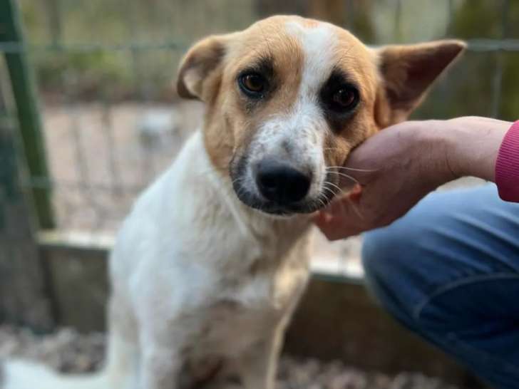 Chienne de 3 ans prête pour l’adoption