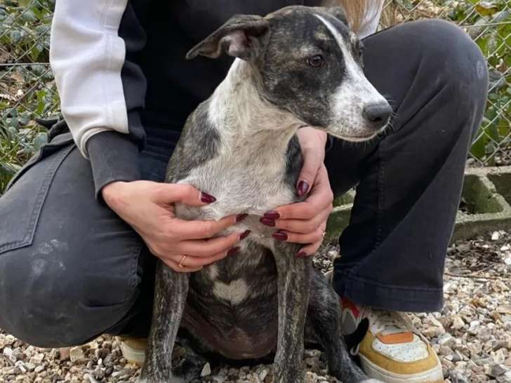 Chiot femelle bringé en attente d'une famille