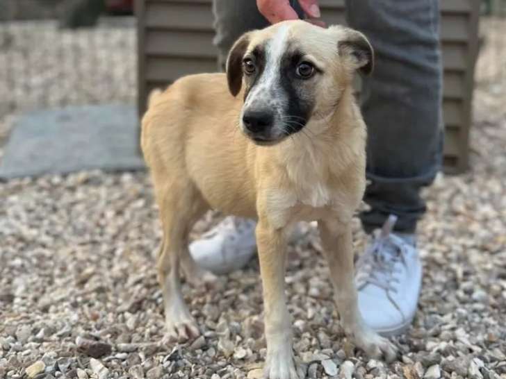 Chiot mâle noir et beige à accueillir