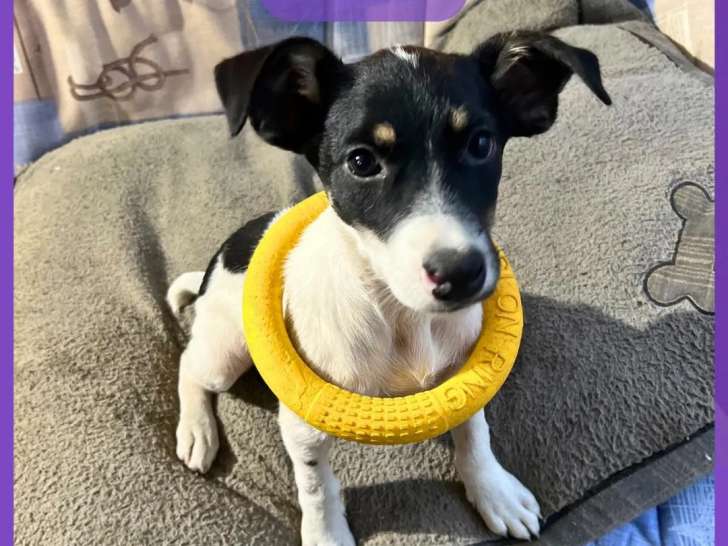 Adoption disponible : chiot femelle noir et blanc