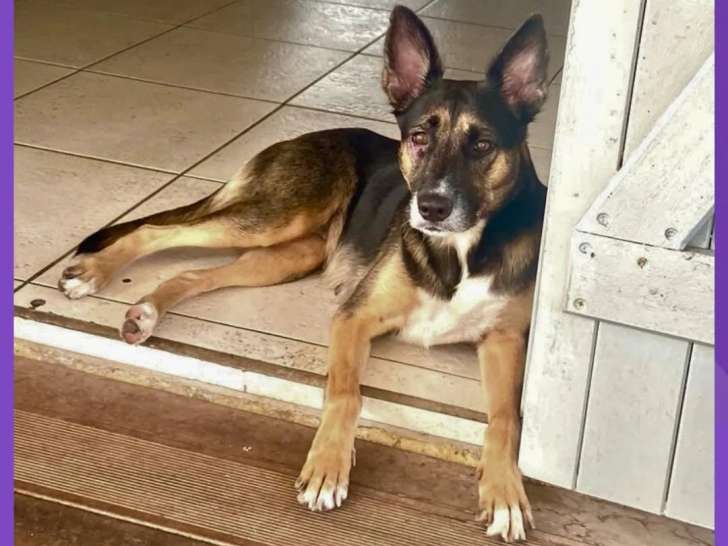 Chienne tricolore à la recherche d'une famille