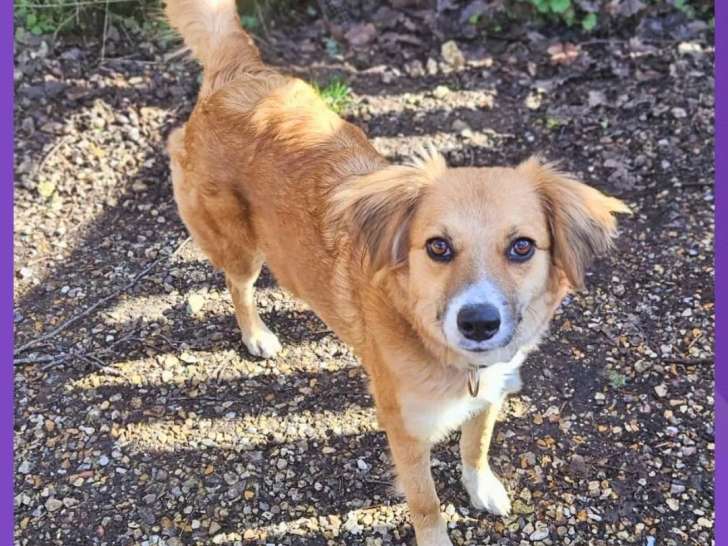 À adopter, chienne rousse et blanche
