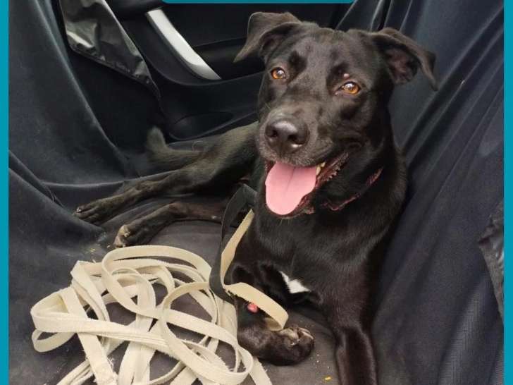 Disponible à l'adoption, chien noir