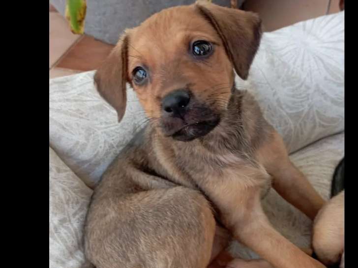 En attente d'adoption, chiot femelle de 3 mois