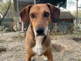 Sandy, chienne à adopter