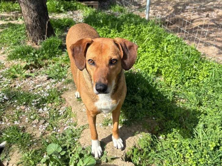 Sandy, chienne à adopter