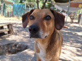 Sandy, chienne à adopter
