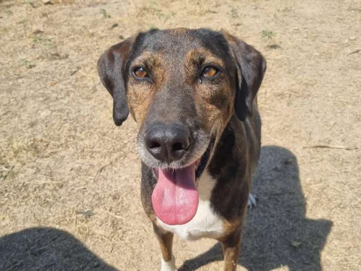 Samu, chien à adopter