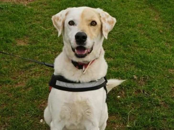 Piratis, chien à adopter