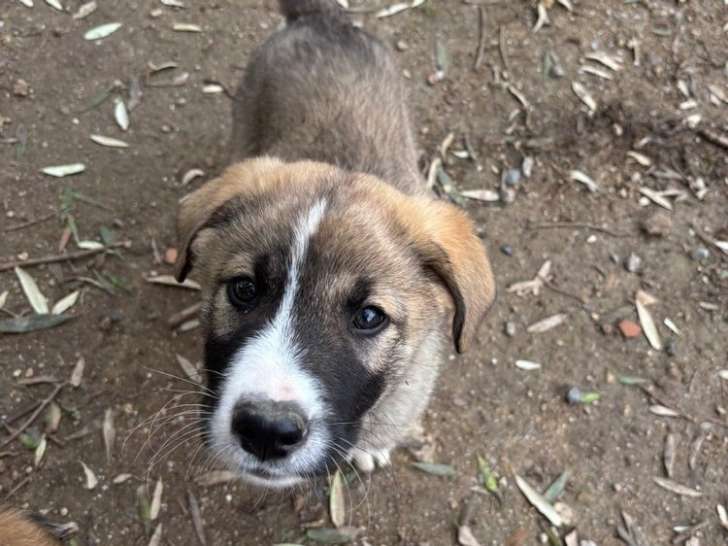 Poco Loco, chiot à adopter