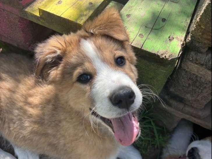 Toronto, chiot à adopter