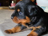 Chiots Rottweiler &agrave; vendre