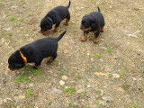 Chiots Rottweiler &agrave; vendre