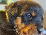 Chiots Rottweiler &agrave; vendre