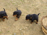 Chiots Rottweiler &agrave; vendre