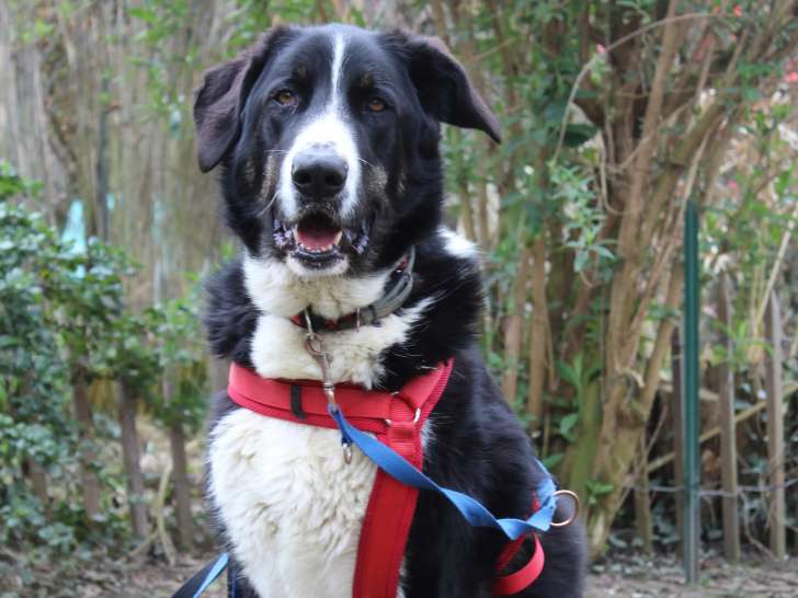 À accueillir : chien d'un an