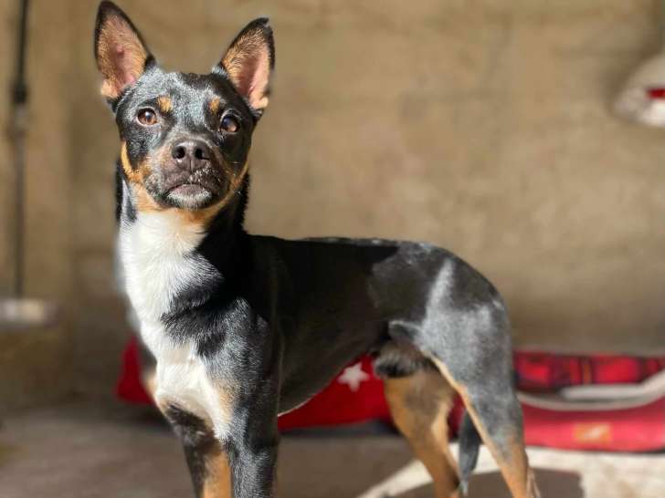 En quête d'une famille : chien d'un an