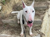 Marley, femelle Bull Terrier LOF à adopter