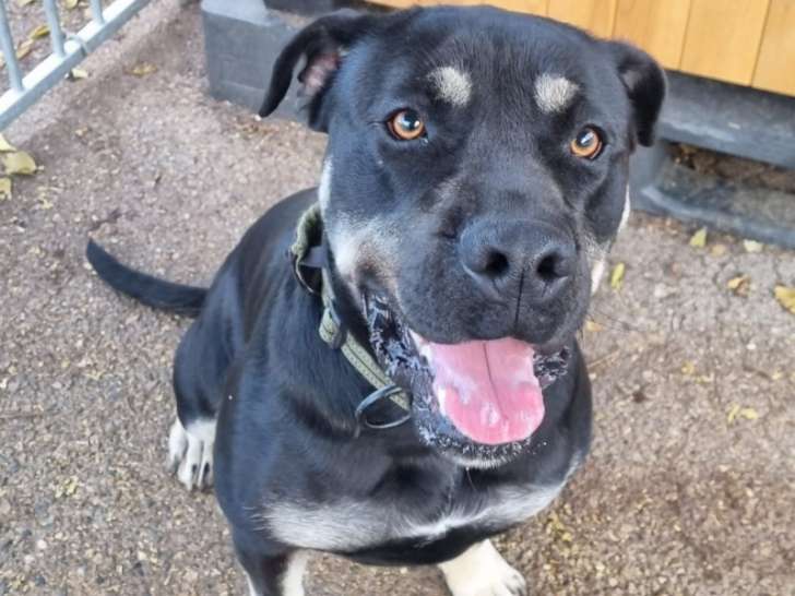 Romy, femelle Dogue de Majorque à adopter