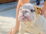 Chiots Bouledogue Anglais à vendre