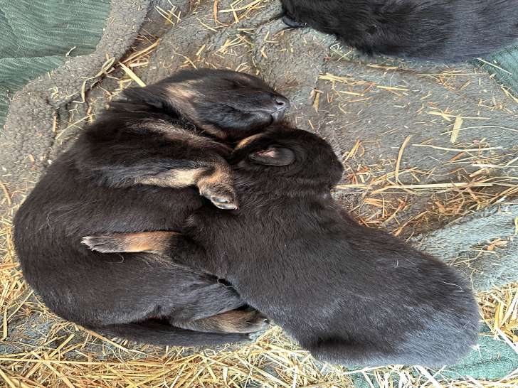 Chiots Berger Allemand à vendre