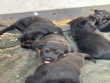 Chiots Berger Allemand à vendre