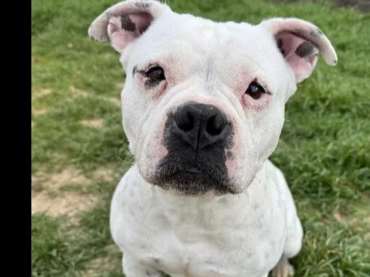 Disponible à l'adoption : chienne American Bully blanche