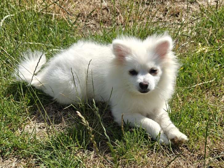 Femelle spitz nain disponible