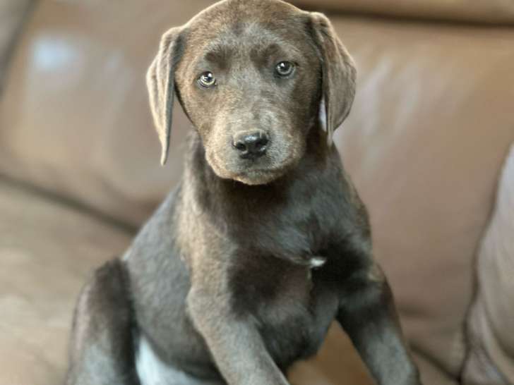 Chiot femelle Labrador charcoal à vendre