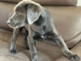 Chiot femelle Labrador charcoal à vendre