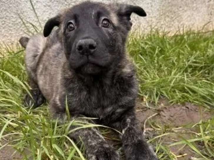 Chiot mâle de 4 mois en attente d'adoption
