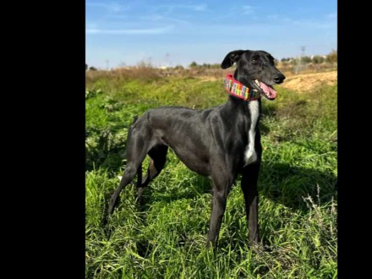 Disponible à l'adoption, chien Galgo noir avec marque blanche